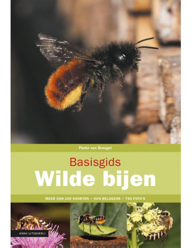 Basisgids wilde bijen