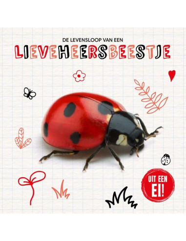 De levensloop van een lieveheersbeestje