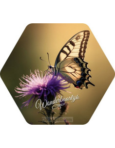 Vlinder wonderbaarlijk