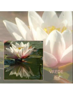 Wenskaart waterlelie wit