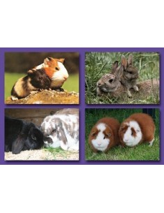 Ansichtkaart Huisdieren