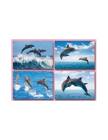 Ansichtkaart Dolfijnen
