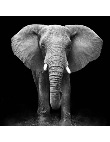 Collage deco olifant