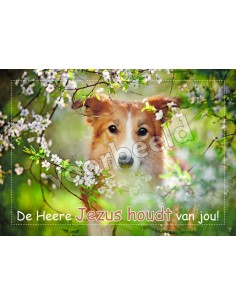 20-26 10x hoogglans zonder...