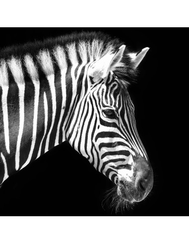 Collage deco zebra