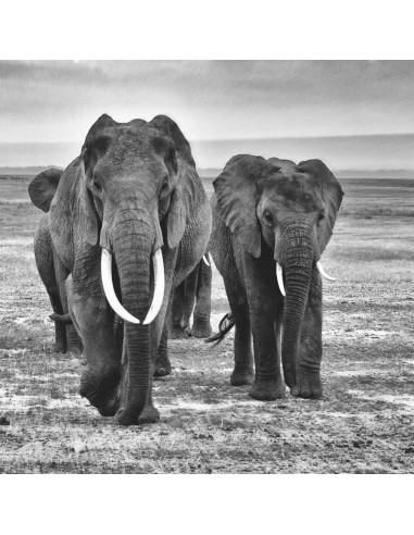 Collage deco kudde olifanten