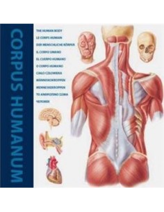 Corpus humanum