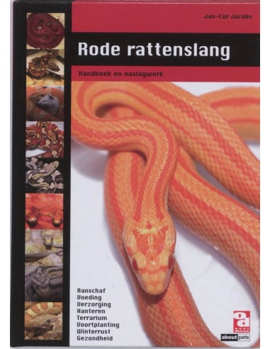 Rode rattenslang