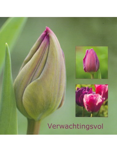 Wenskaart tulp