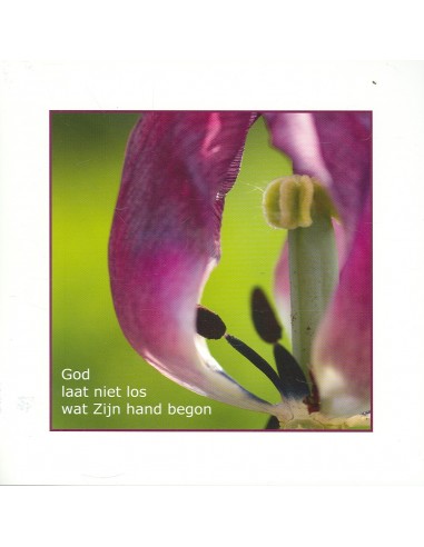 Wenskaart bloeiende tulp