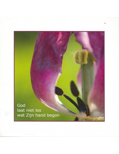 Wenskaart bloeiende tulp